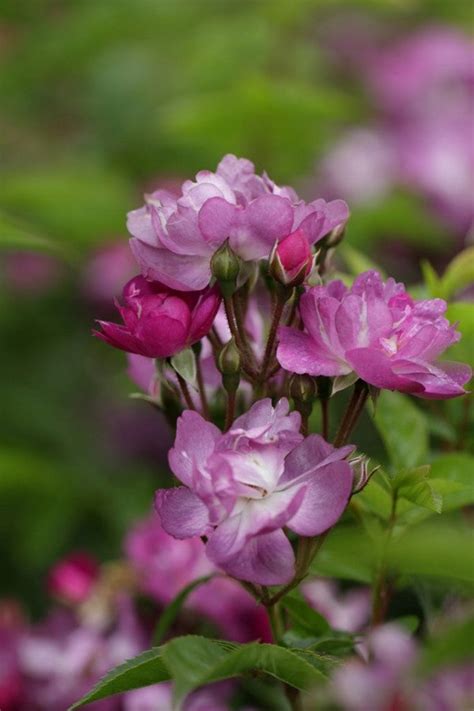 Garden roses for lovers directly from the rose nursery – Belle .